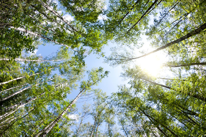 Trädkronor mot himlen