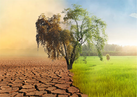 Ett träd på mark som är torr och sprucken på ena sidan, grön och frodig på andra